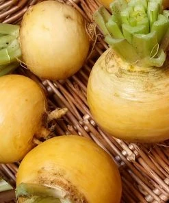 Roots Plants All Vegetable Plants 10 Autumn'Golden Ball' Turnip