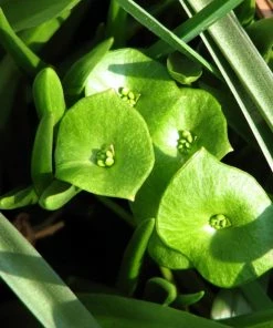 Roots Plants 10 Winter Purslane