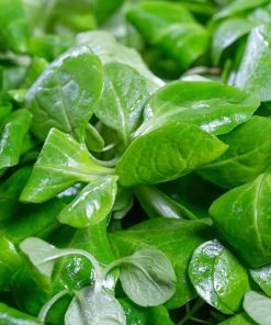 Roots Plants 10 Winter Purslane