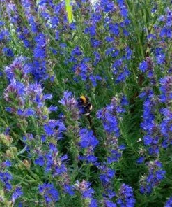 Roots Plants All Vegetable Plants 3 Autumn Hyssop