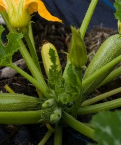 Roots Plants 3 Organic 'Green Bush' Courgette Plants Courgettes