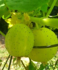 Roots Plants 3 Organic 'Crystal Lemon' Cucumber Plants Cucumbers