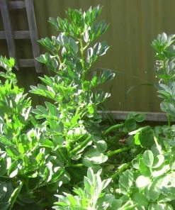 Roots Plants 10 Organic 'Aquadulce Claudia' Broad Bean Plants Peas & Beans