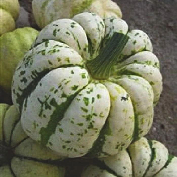 Roots Plants 3 Organic 'Sweet Dumpling' Winter Squash Plants Roots Plants 3 Organic 'Sweet Dumpling' Winter Squash Plants