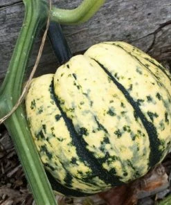 Roots Plants 3 Organic 'Sweet Dumpling' Winter Squash Plants
