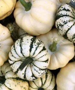 Roots Plants 3 Organic 'Sweet Dumpling' Winter Squash Plants