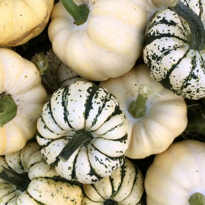 Roots Plants 3 Organic 'Sweet Dumpling' Winter Squash Plants Roots Plants 3 Organic 'Sweet Dumpling' Winter Squash Plants