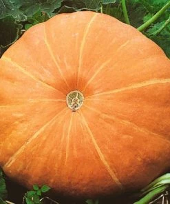 Roots Plants All Vegetable Plants 3 Organic'Hundredweight' Pumpkin Plants