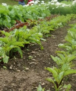Roots Plants All Vegetable Plants 10 Organic 'Red Veined' Sorrel Plants