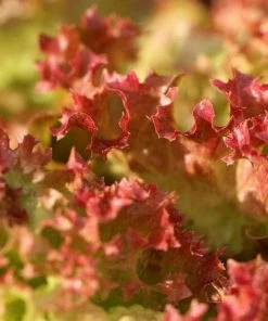 Roots Plants 10 Organic 'Lollo Rossa' Lettuce Plants