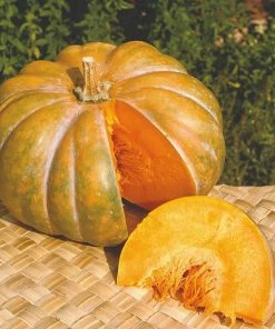 Roots Plants Root Vegetables 3 Organic 'Musquee De Provence' Winter Squash Plants 4 Roots Plants Root Vegetables 3 Organic 'Musquee De Provence' Winter Squash Plants