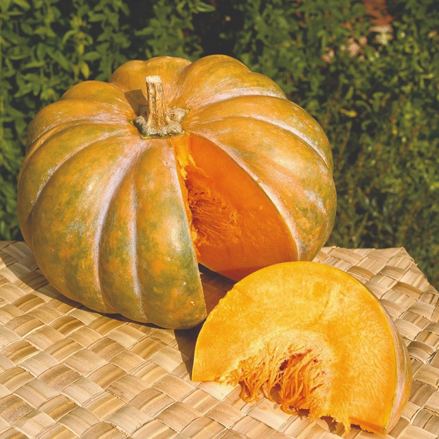 Roots Plants Root Vegetables 3 Organic 'Musquee De Provence' Winter Squash Plants Roots Plants Root Vegetables 3 Organic 'Musquee De Provence' Winter Squash Plants