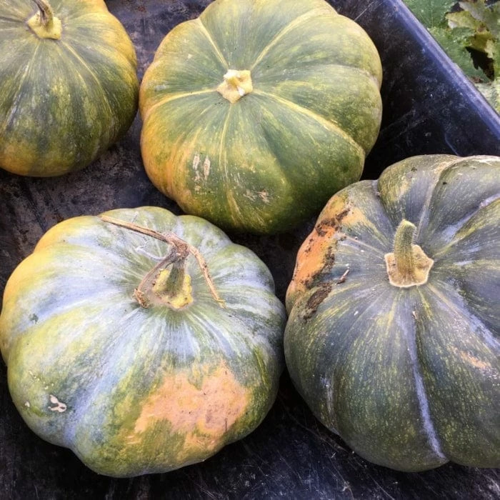 Roots Plants Root Vegetables 3 Organic 'Musquee De Provence' Winter Squash Plants Roots Plants Root Vegetables 3 Organic 'Musquee De Provence' Winter Squash Plants