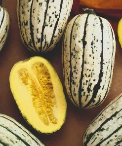 Roots Plants 3 Organic 'Cornells Bush Delicata' Winter Squash Plants