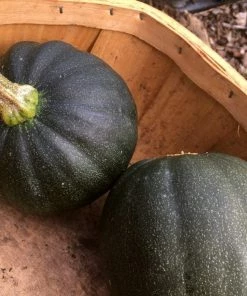 Roots Plants 3 Organic 'Honey Bear' Winter Squash Plants