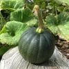 Roots Plants 3 Organic 'Honey Bear' Winter Squash Plants