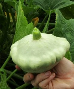 Roots Plants 3 Organic 'Custard White' Summer Squash Plants