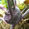 Roots Plants 10 Organic 'Delicacy Purple' Kohl Rabi Plants