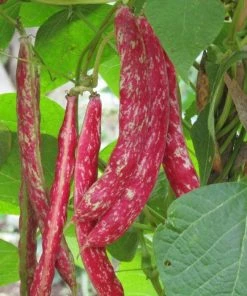 Roots Plants 10 Organic 'Orinoco' Dwarf French Bean Plants 4 Roots Plants 10 Organic 'Orinoco' Dwarf French Bean Plants