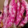Roots Plants 10 Organic 'Barlotta Lingua Di Fuoco' Borlotti Bean Plants