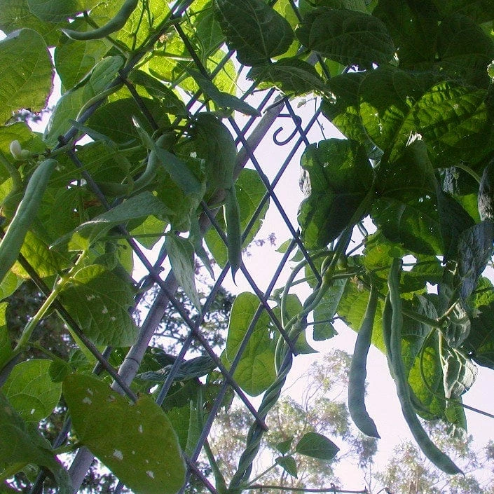 Roots Plants Peas & Beans 10 Organic 'Enorma' Runner Bean Plants Roots Plants Peas & Beans 10 Organic 'Enorma' Runner Bean Plants