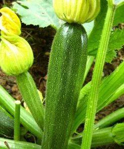 Roots Plants All Vegetable Plants Best Vegetable Plants Collection | Growers Choice