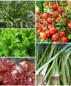 Roots Plants 55 Quick Growing Salad Plants For Pots