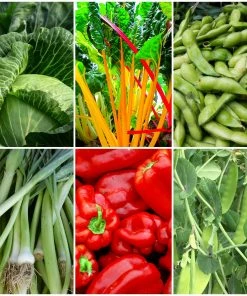 Roots Plants 63 Organic Stir Fry Vegetable Plants All Vegetable Plants