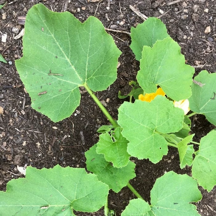 Roots Plants 3 Organic 'Sweet Dumpling' Winter Squash Plants Roots Plants 3 Organic 'Sweet Dumpling' Winter Squash Plants