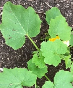 Roots Plants Root Vegetables 3 Organic 'Buttercup' Winter Squash Plants