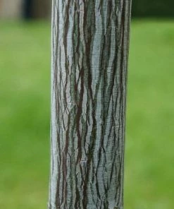 Roots Plants Viper Acer Tree | Acer Davidii | Snake Bark Maple