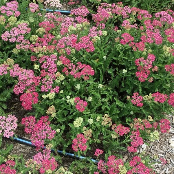 Roots Plants Achillea 'Milly Rock Rose' | 3L Pot Roots Plants Achillea 'Milly Rock Rose' | 3L Pot