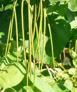 Roots Plants Indian Bean Tree | Catalpa Bignonioides 'Aurea' 5 Roots Plants Indian Bean Tree | Catalpa Bignonioides 'Aurea'