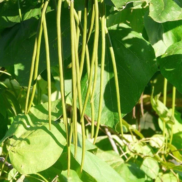Roots Plants Indian Bean Tree | Catalpa Bignonioides 'Aurea' Roots Plants Indian Bean Tree | Catalpa Bignonioides 'Aurea'