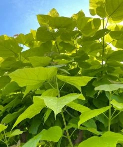 Roots Plants Indian Bean Tree | Catalpa Bignonioides 'Aurea'
