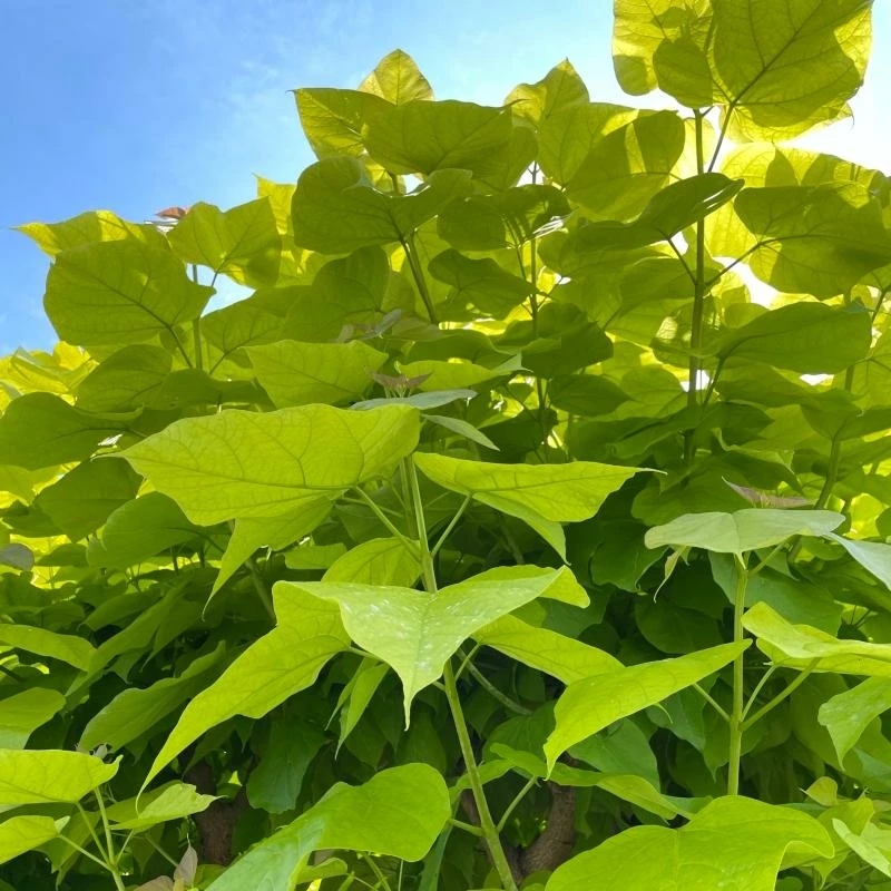 Roots Plants Indian Bean Tree | Catalpa Bignonioides 'Aurea' Roots Plants Indian Bean Tree | Catalpa Bignonioides 'Aurea'