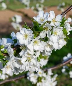 Roots Plants May Duke Cherry Tree Fruits