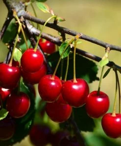 Roots Plants Van' Cherry Tree Fruits