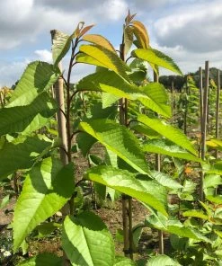 Roots Plants Van' Cherry Tree Fruits