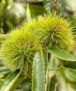 Roots Plants Trees & Shrubs Sweet Chestnut Tree | 3L Pot