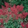 Roots Plants Perennials Heuchera 'Coral Forest' | 3L Pot 1 Roots Plants Perennials Heuchera 'Coral Forest' | 3L Pot
