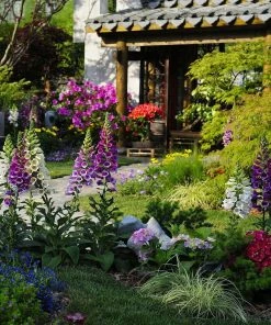 Roots Plants Mixed Flowering Perennial Plants | Extra Value Pack Perennials