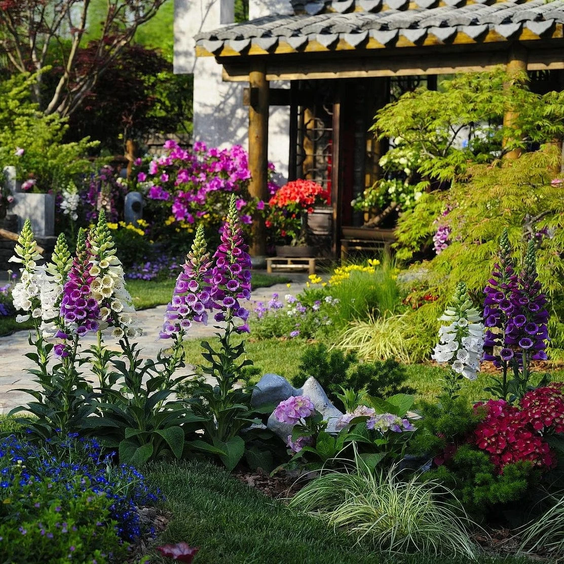 Roots Plants Mixed Flowering Perennial Plants | Extra Value Pack Perennials Roots Plants Mixed Flowering Perennial Plants | Extra Value Pack Perennials