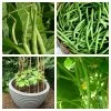 Roots Plants 20 Best French Bean Plants Collection | Growers Choice