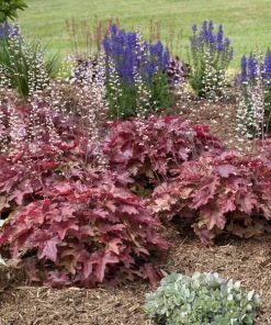 Roots Plants Heucherella 'Red Rover' | 3L Pot Perennials