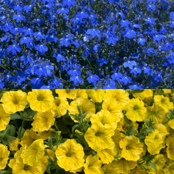 Roots Plants Stand With Ukraine Basket Roots Plants Stand With Ukraine Basket