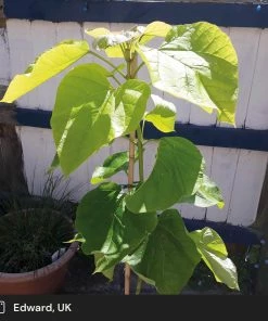 Roots Plants Indian Bean Tree | Catalpa Bignonioides 'Aurea' 7 Roots Plants Indian Bean Tree | Catalpa Bignonioides 'Aurea'