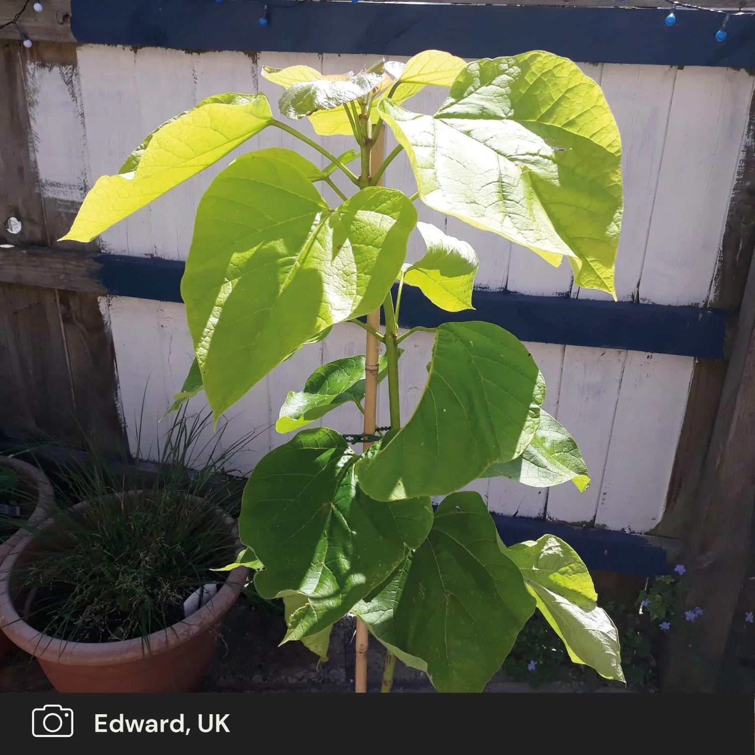 Roots Plants Indian Bean Tree | Catalpa Bignonioides 'Aurea' Roots Plants Indian Bean Tree | Catalpa Bignonioides 'Aurea'