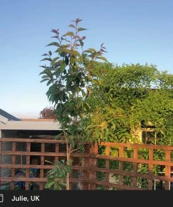 Roots Plants Japanese Cherry Blossom Tree | Prunus Serrulata 'Kanzan' 7 Roots Plants Japanese Cherry Blossom Tree | Prunus Serrulata 'Kanzan'