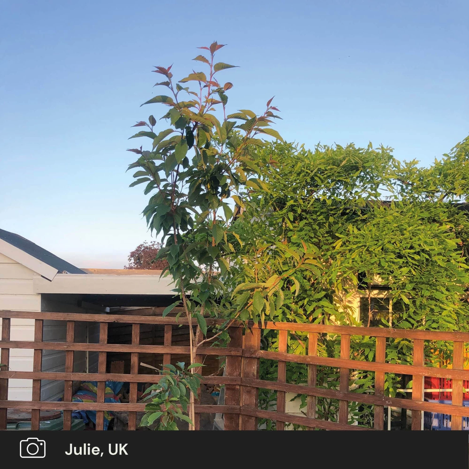 Roots Plants Japanese Cherry Blossom Tree | Prunus Serrulata 'Kanzan' Roots Plants Japanese Cherry Blossom Tree | Prunus Serrulata 'Kanzan'